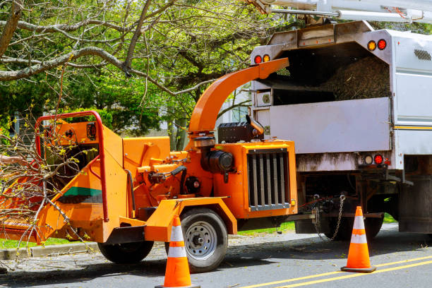 How Our Tree Care Process Works  in Pico Rivera, CA